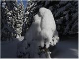 Grahovše - Planina Zgornja Konjščica